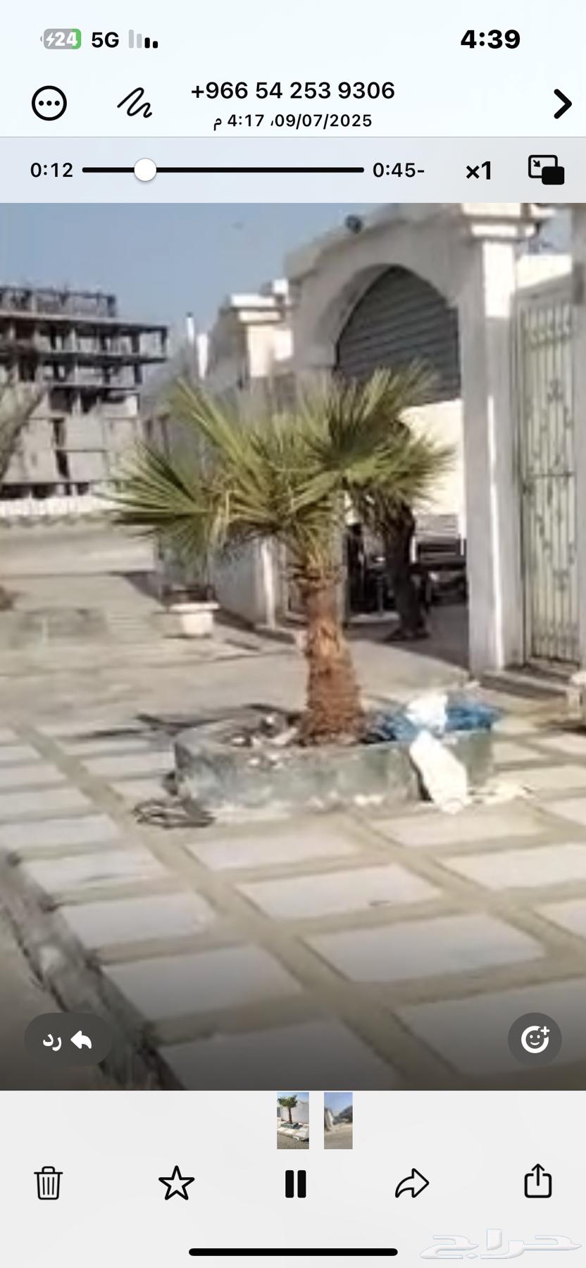 نخل للبيع63618475251457111