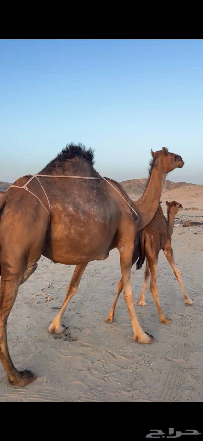 خلفه ساحليه(( تم البيع ))63618490239234112