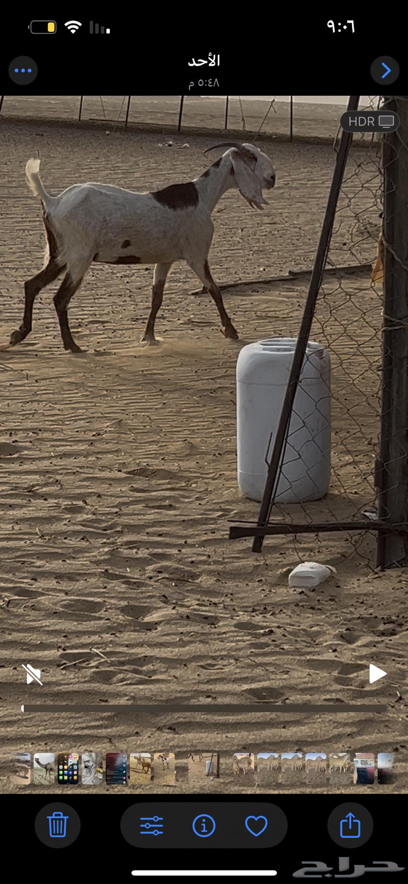 Dutch goat63618383180161111