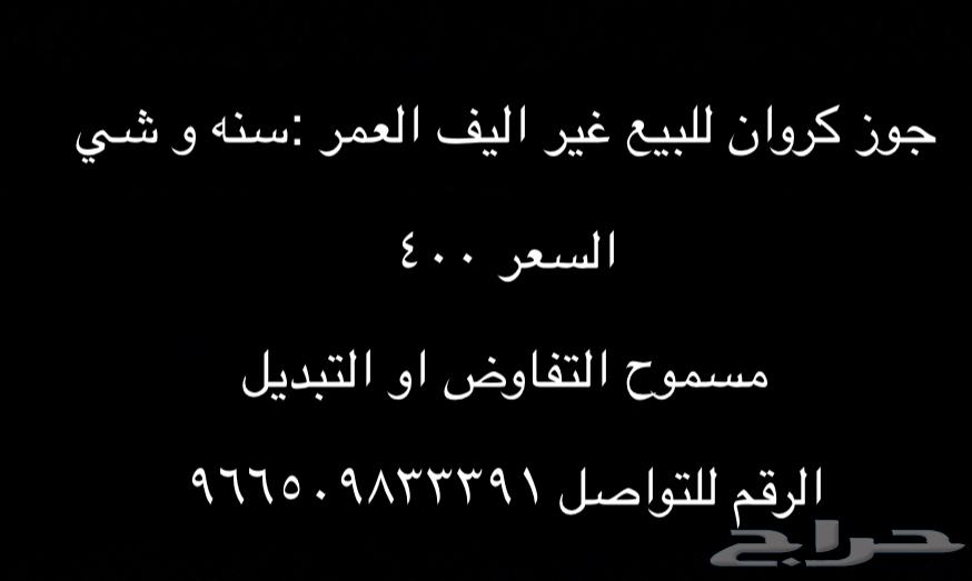 جوز كروان غير اليف63618491385601114