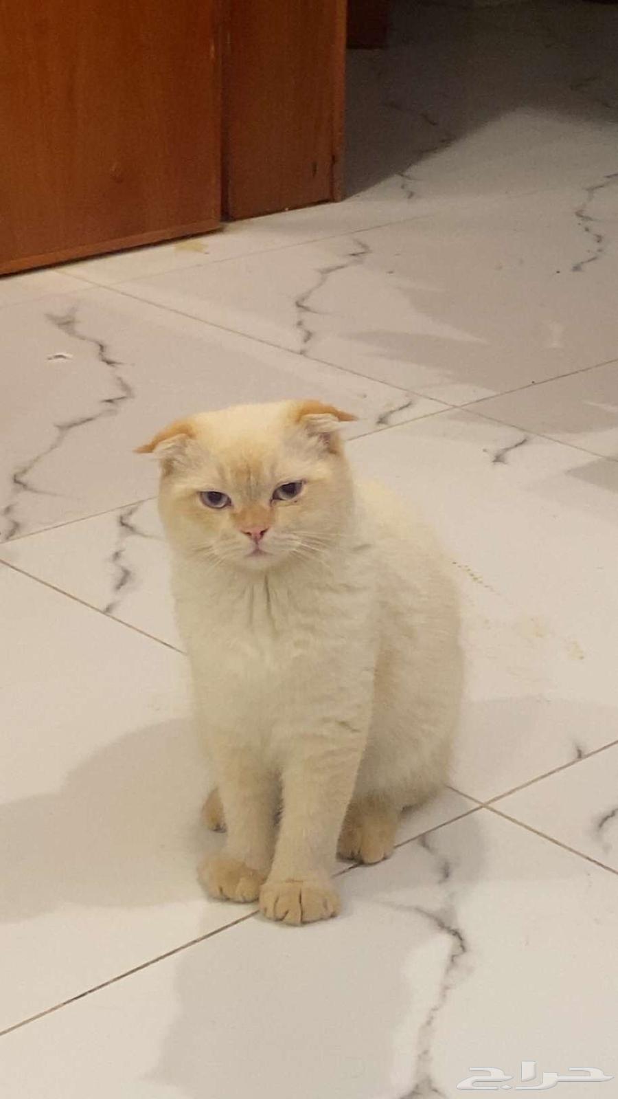 Male Scottish Cat63618379886466114