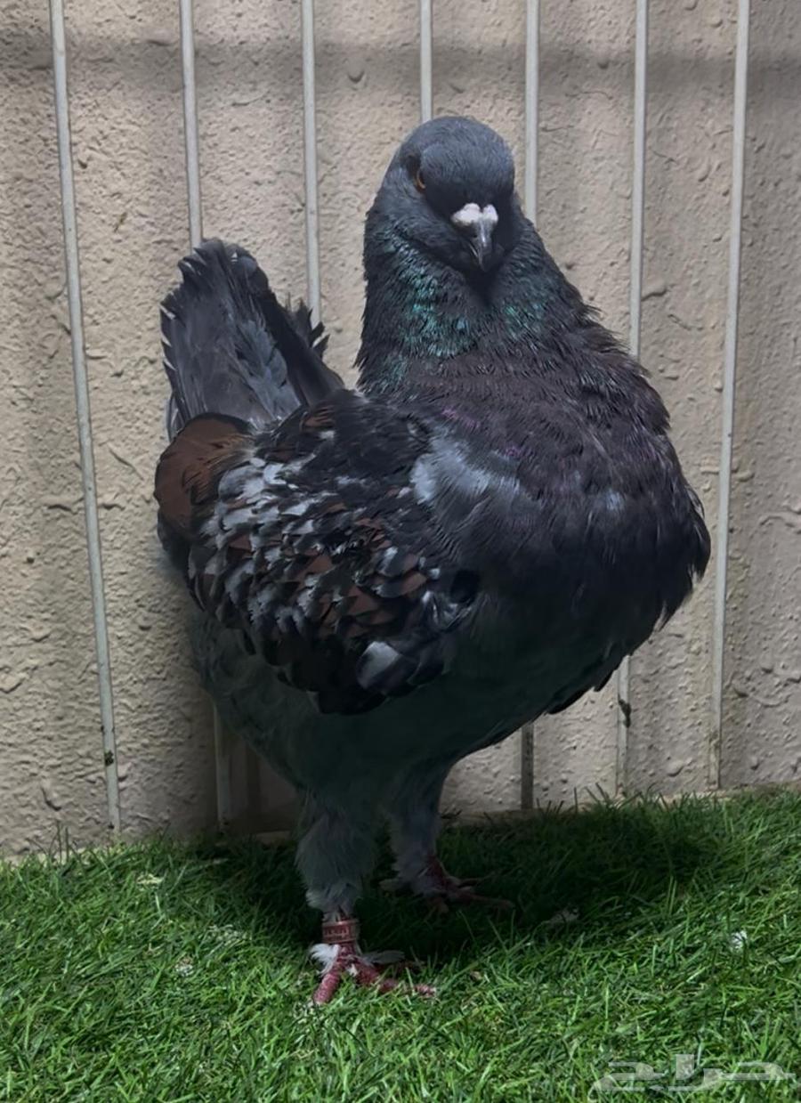 Medina 24 male63618301587842112