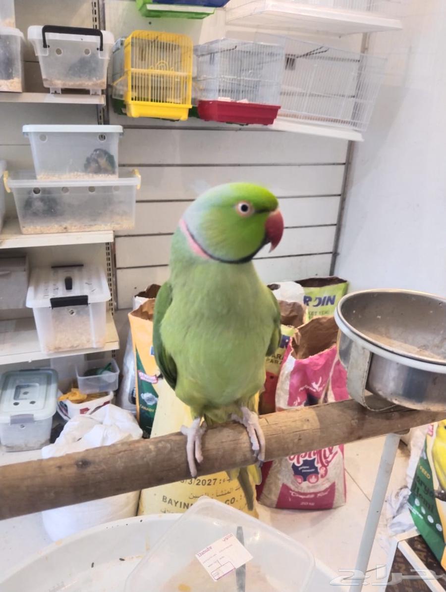 Sold Indian Parrot Male63618476531843112