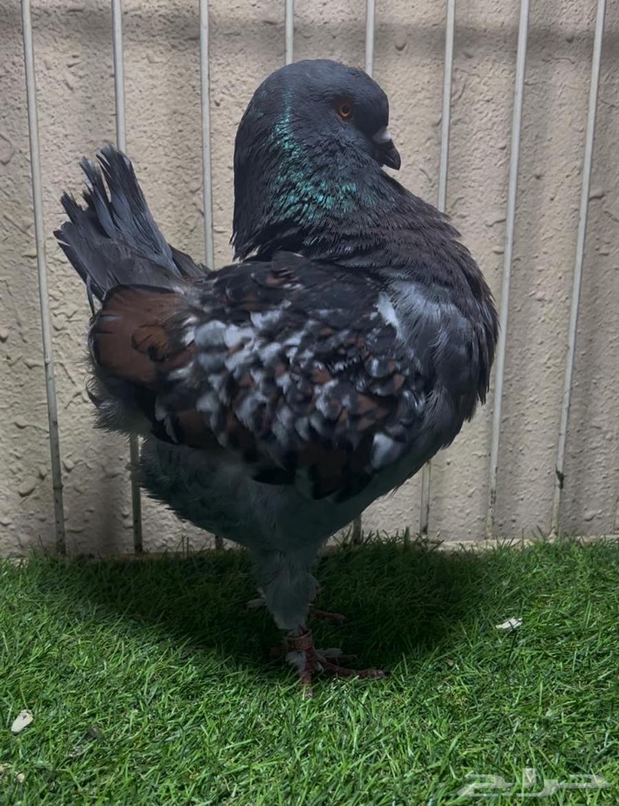 Medina 24 male63618301587842110