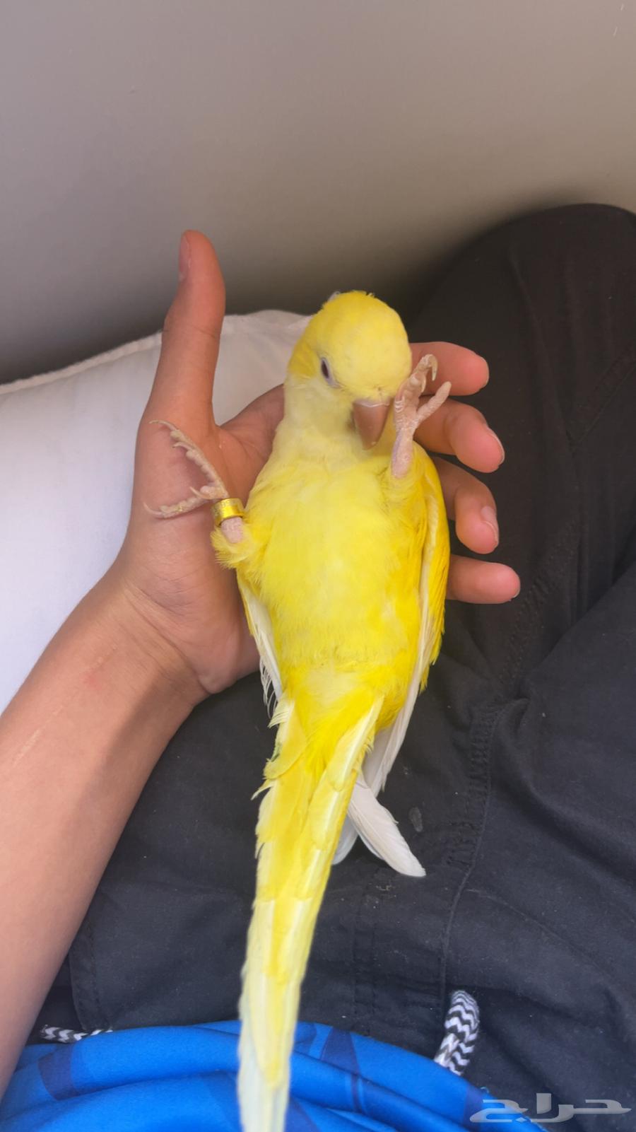 Quaker Parrot Latino for Sale63618763971586111