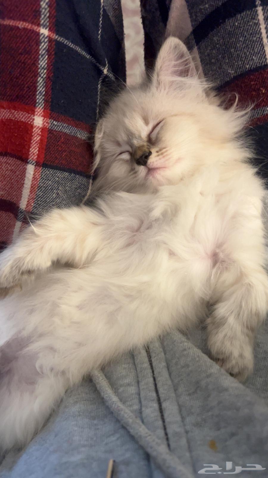 Kitten for sale for 200, 4 months old, very playful, loves to play and energetic63618662628482111