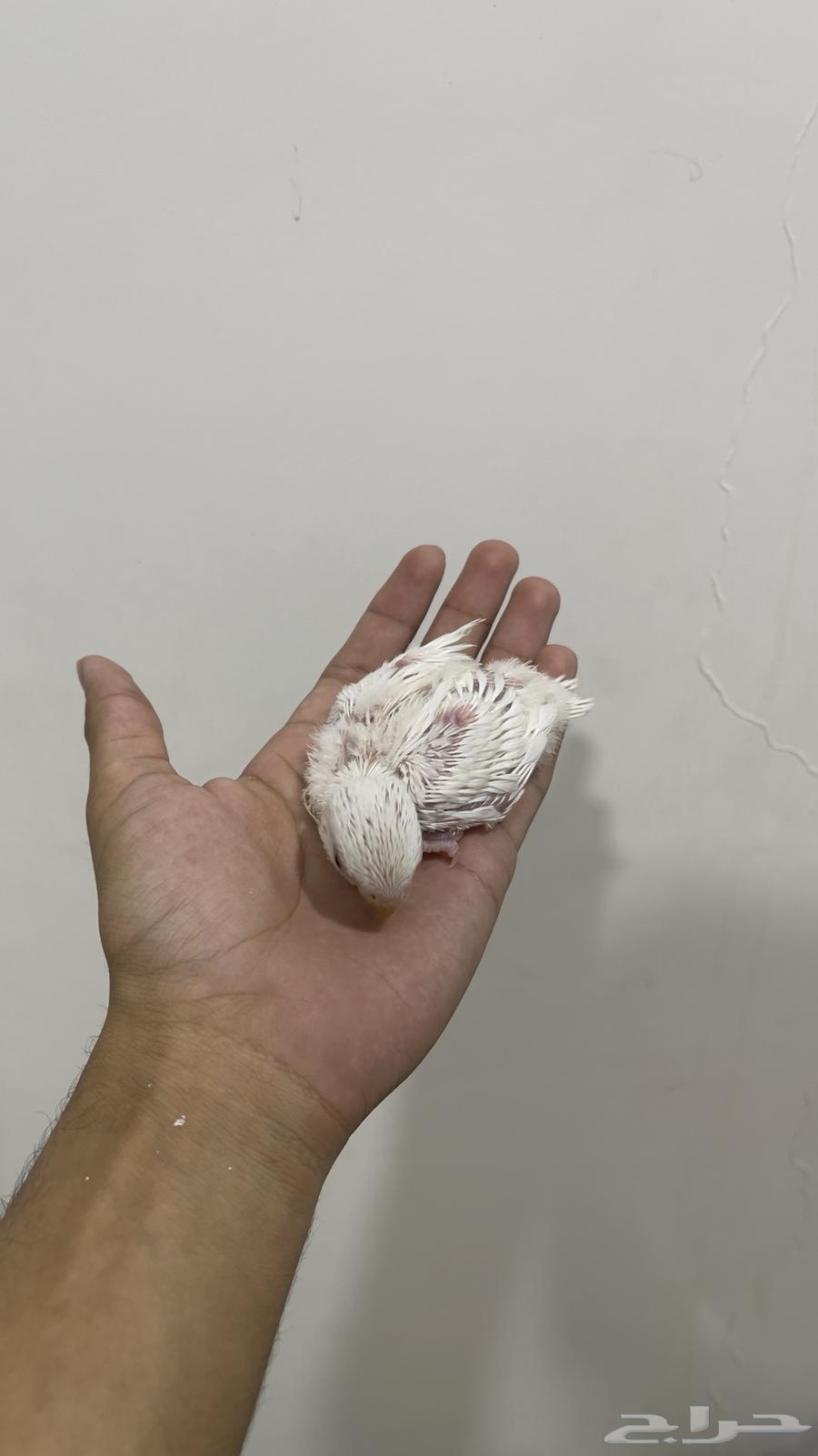 فرخ روز البينو عين حمراء63618579059331111