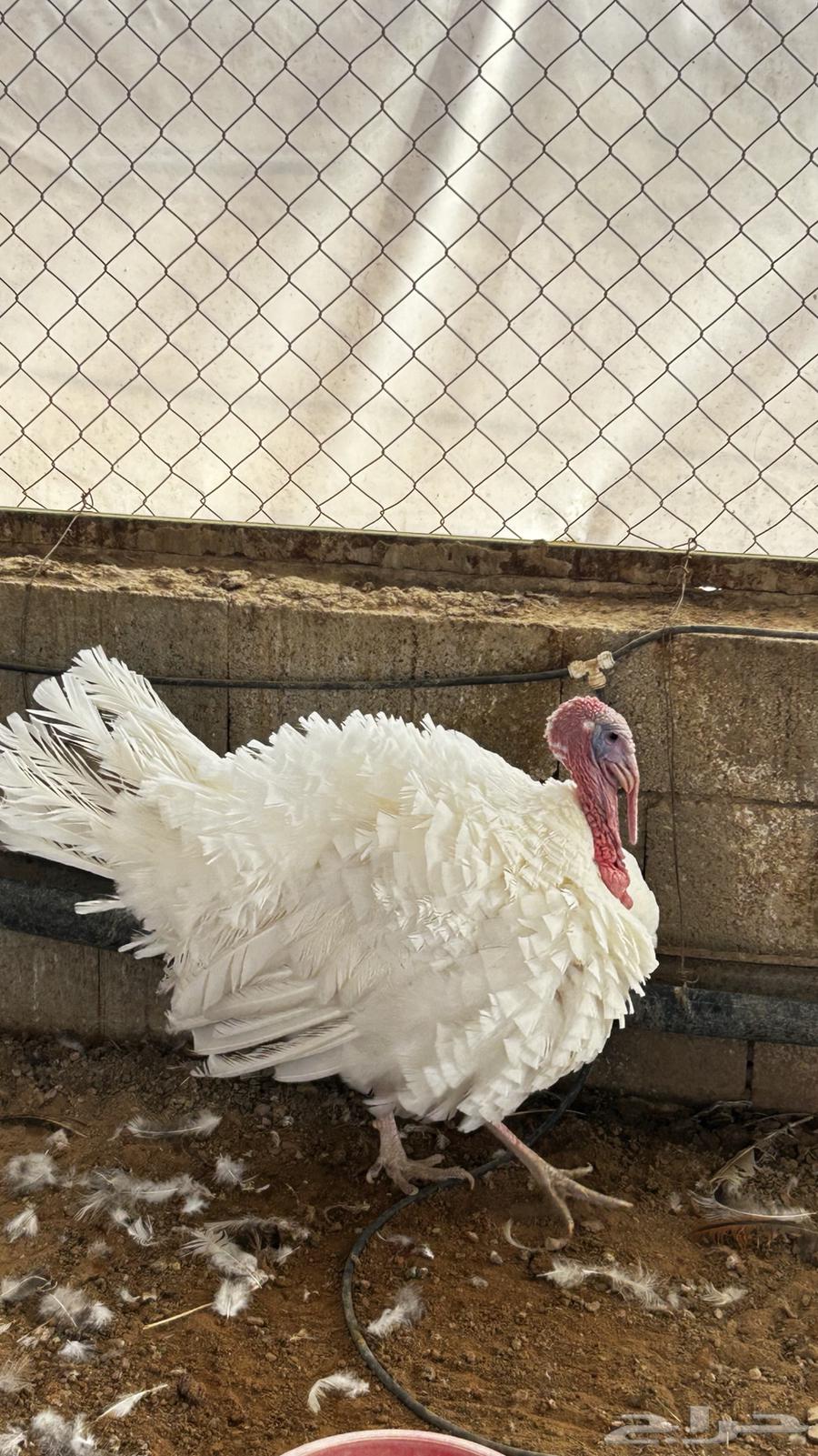 Turkeys for sale63618585560833111