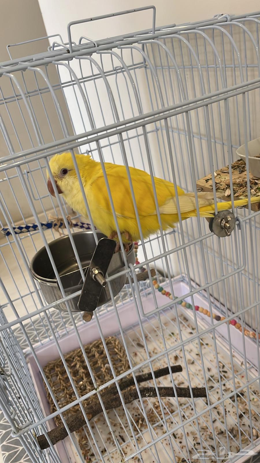 Quaker Parrot Latino for Sale63618763971586113