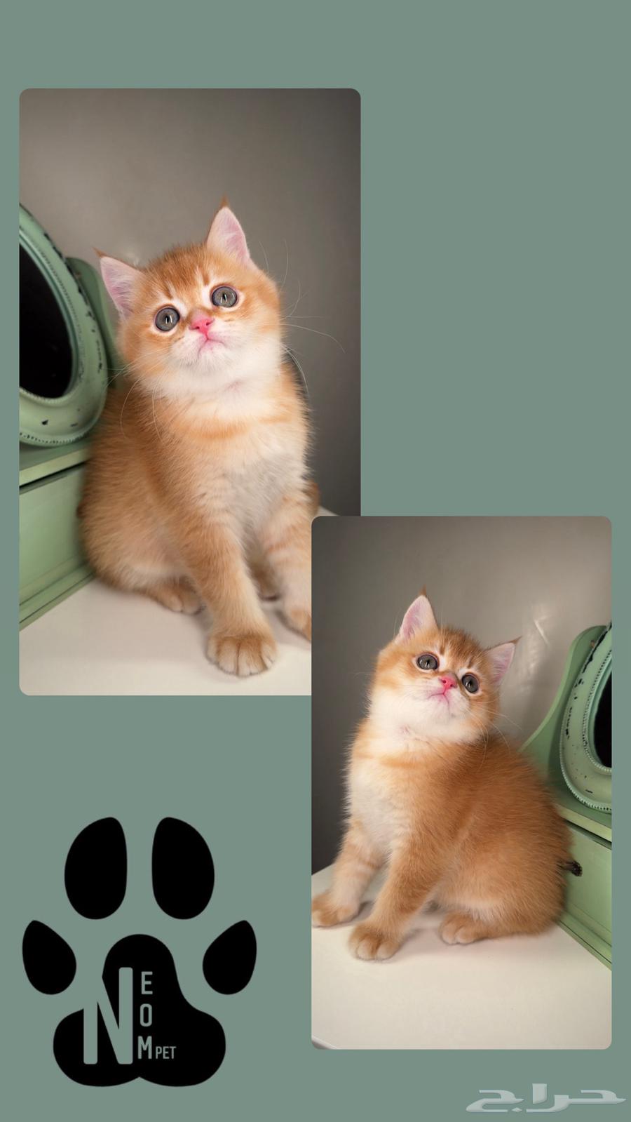 Kittens for sale in Riyadh, Al-Kharj, Al-Qassim - Scottish, Persian, Himalayan63618676078979112