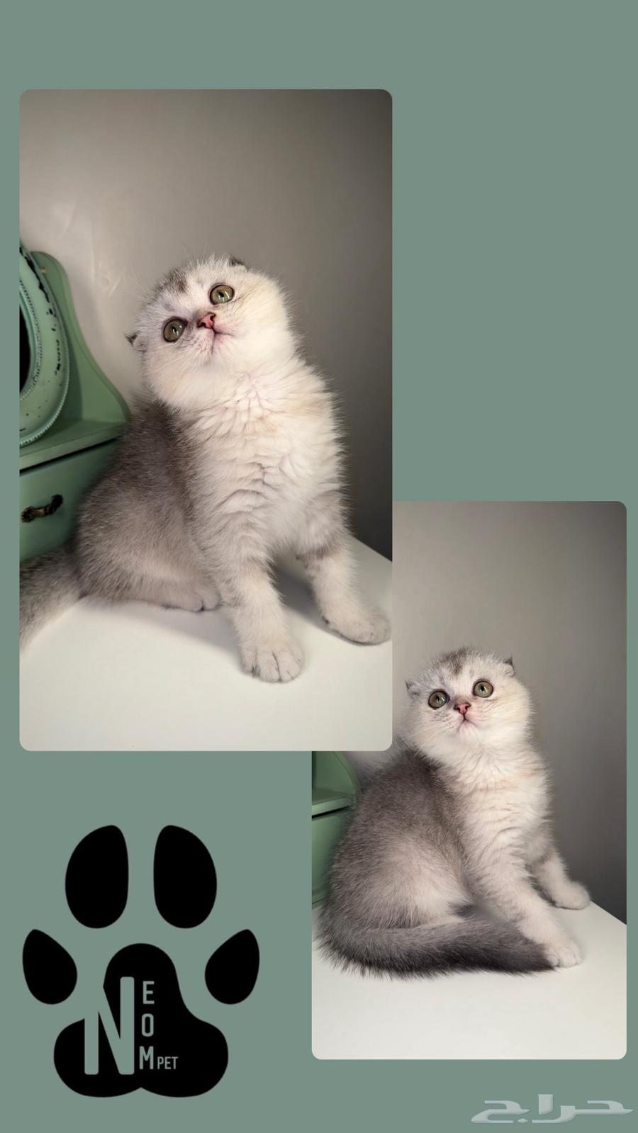 Kittens for sale in Riyadh, Al-Kharj, Al-Qassim - Scottish, Persian, Himalayan63618676078979113