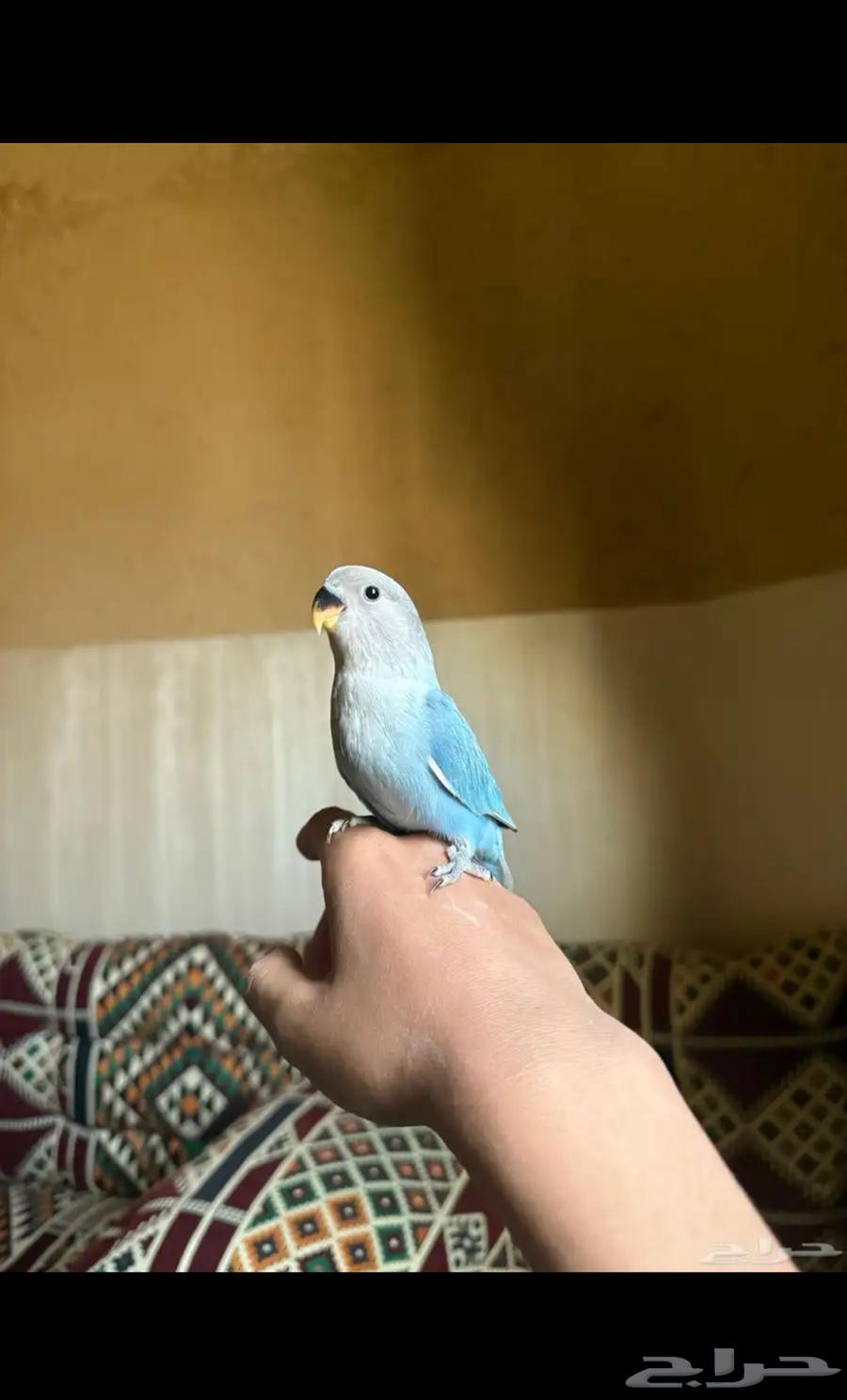 طيور روز اليفه جميع الالوان63618580427905112