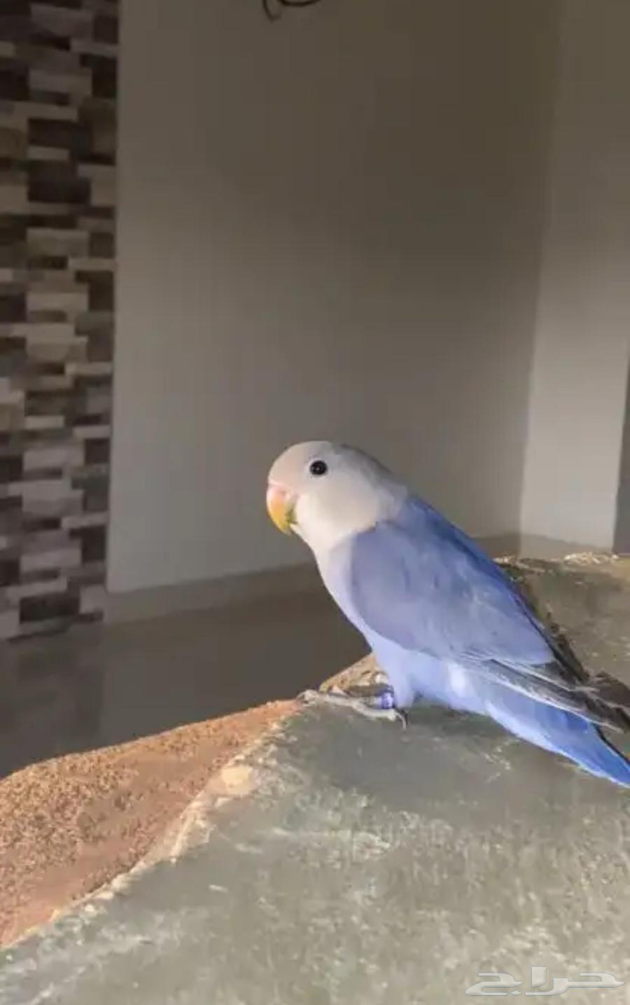 طيور روز اليفه جميع الالوان63618580427905113