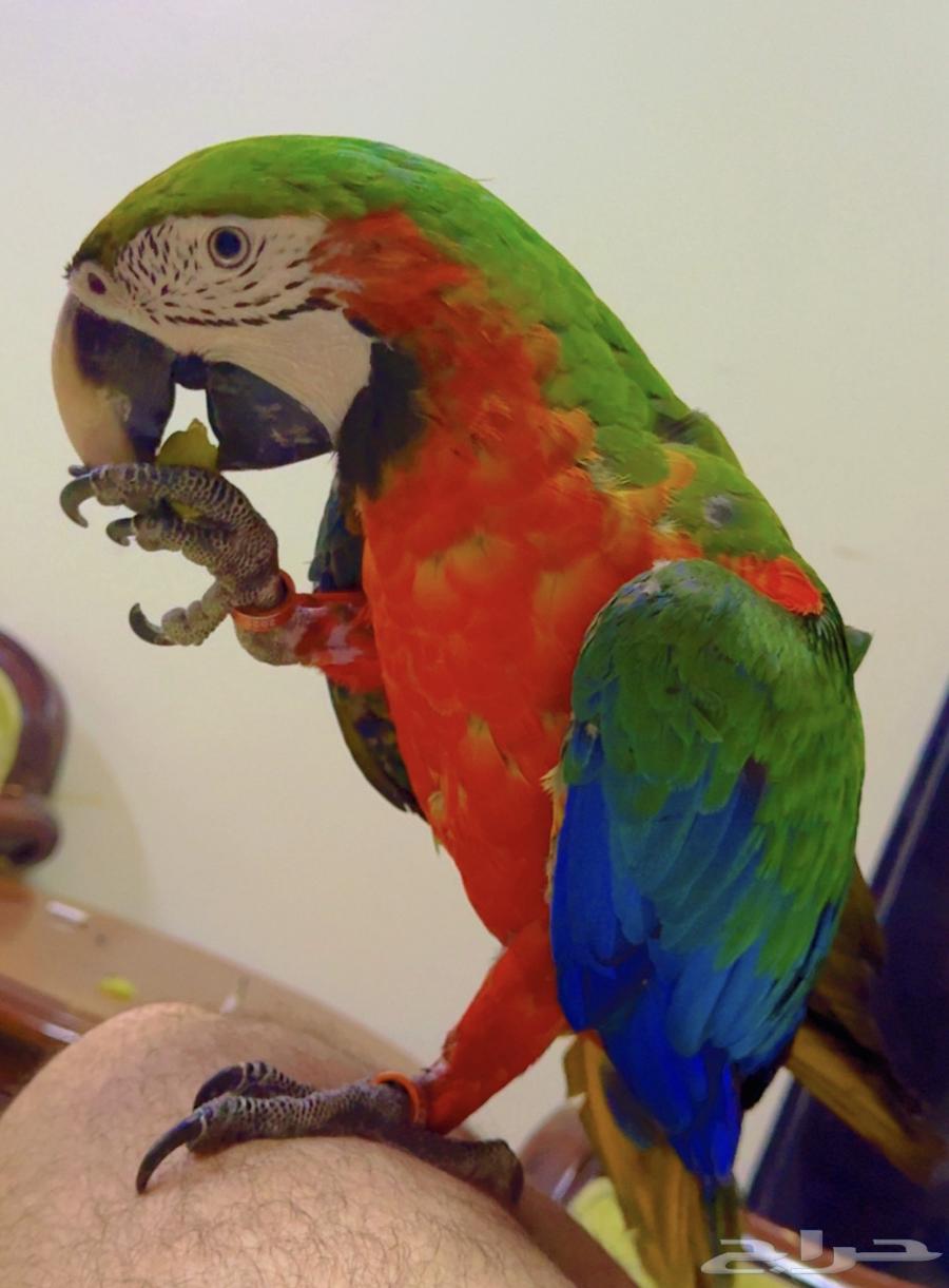 Harley Quinn Parrot Chick Super Jumbo Size (Sold)63618678340099112