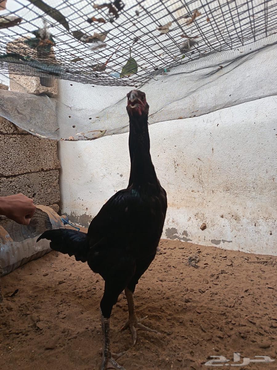German Shamo Chicken63618674460162112
