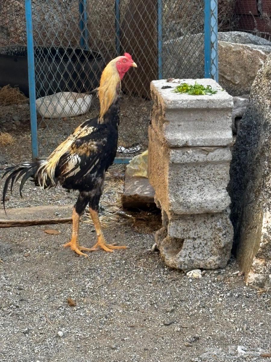 Pakistani rooster for sale63618663189634111