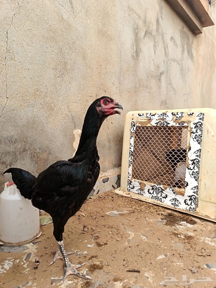 German Shamo Chicken63618674460162111