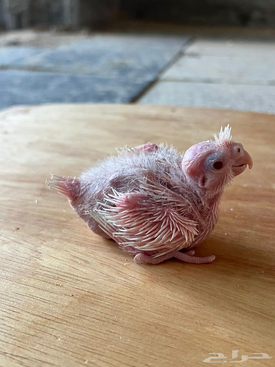 Crown Chickens (Sold)63618662086531111