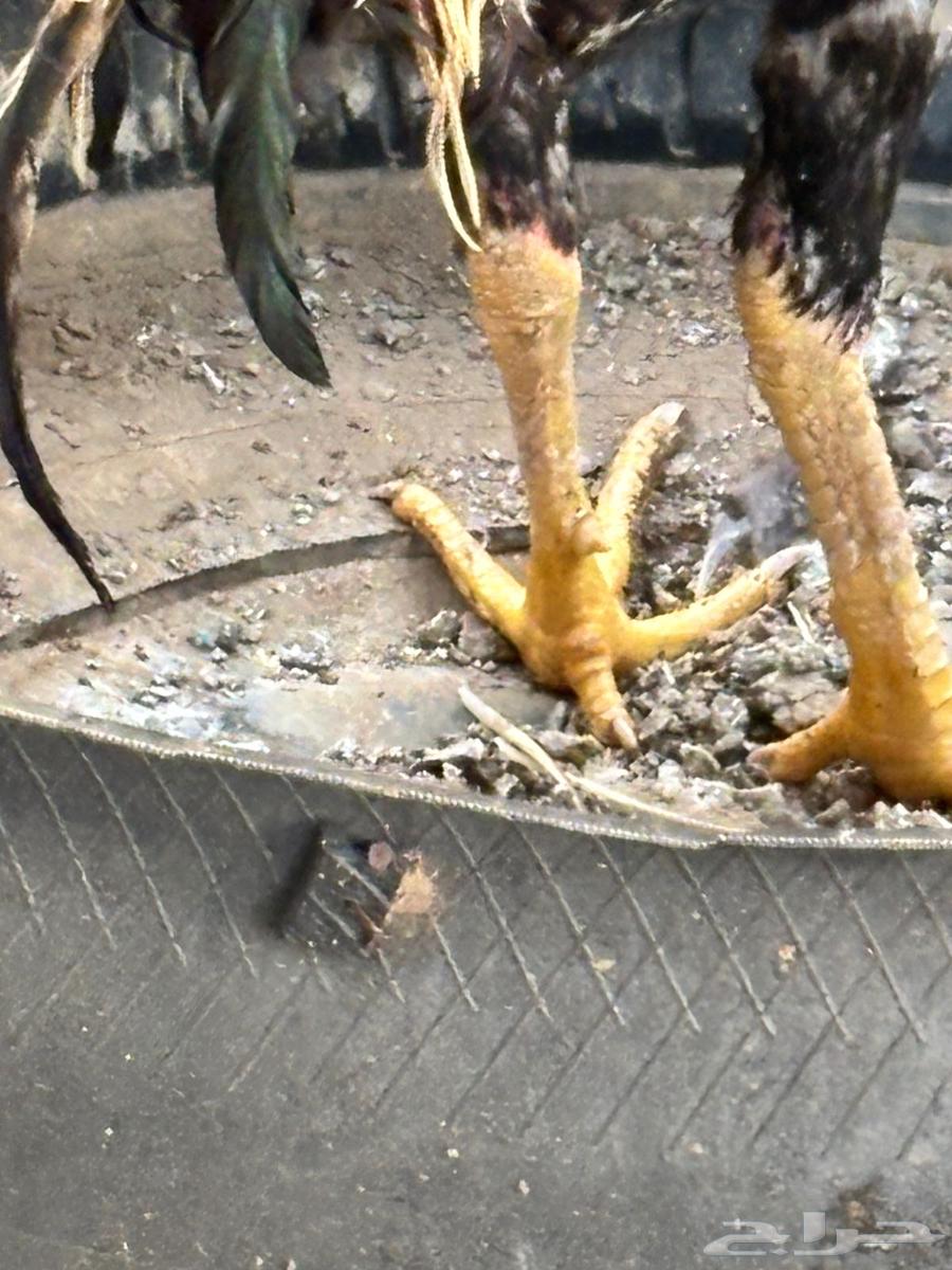 Pakistani rooster for sale63618663189634112