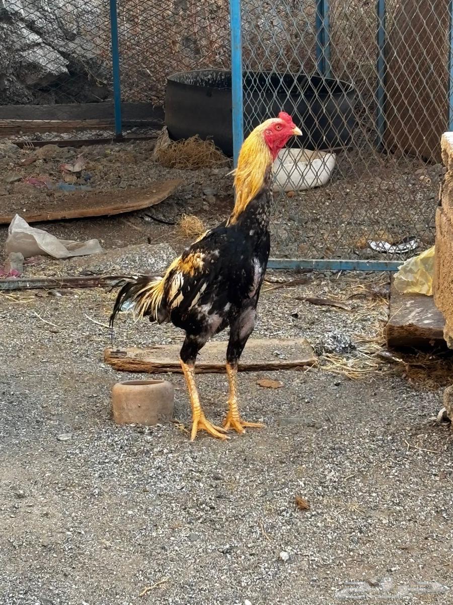 Pakistani rooster for sale63618663189634113