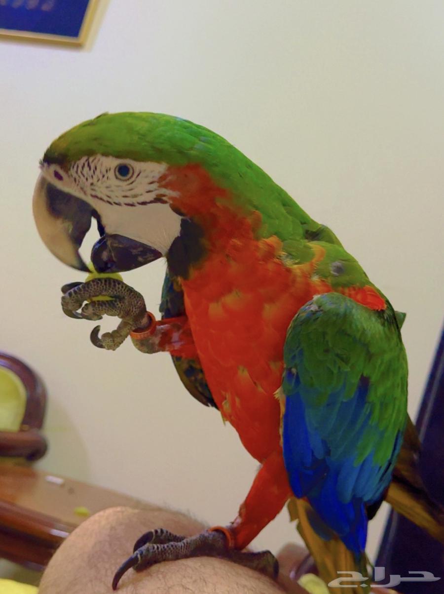 Harley Quinn Parrot Chick Super Jumbo Size (Sold)63618678340099113