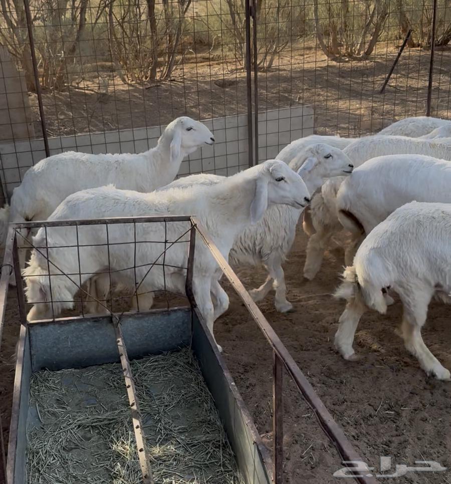 Rakhal Freedom Number 53 Heads (Sold)63618680256514114