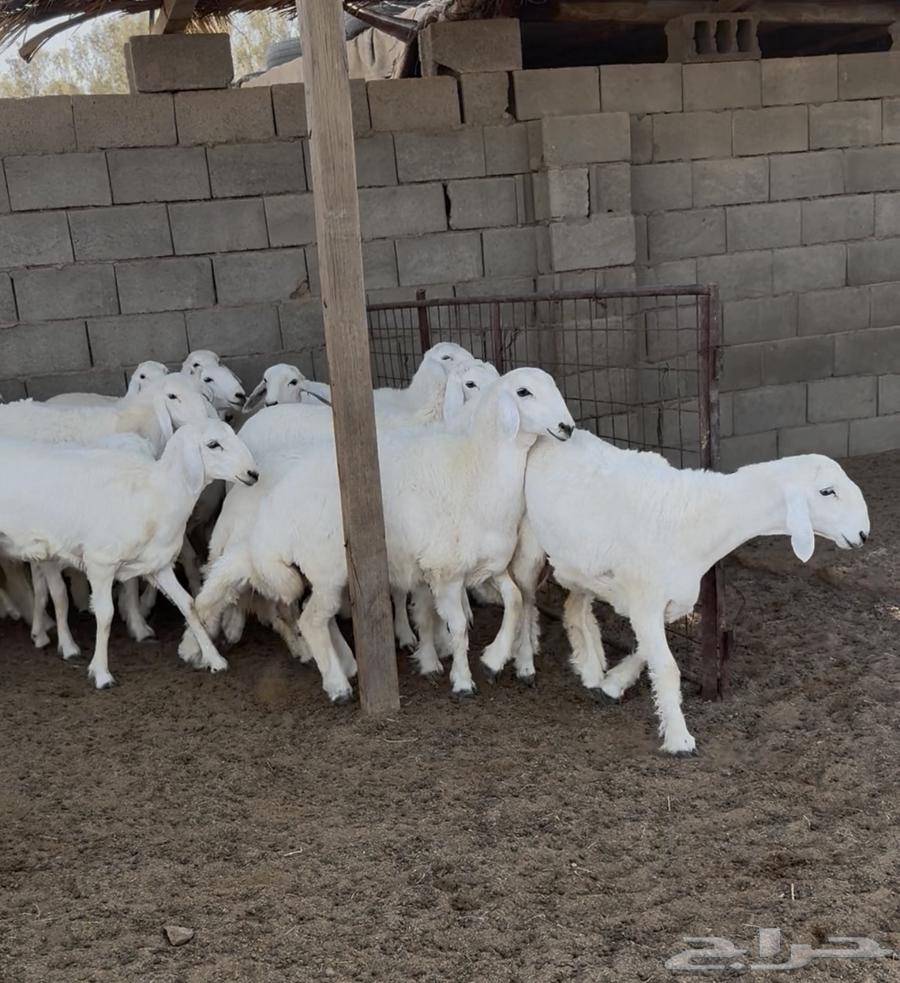 Rakhal Freedom Number 53 Heads (Sold)63618680256514112