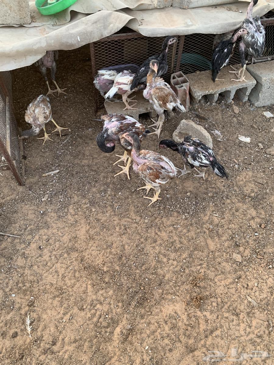 For sale Pakistani German rooster all for sale63618673831426114