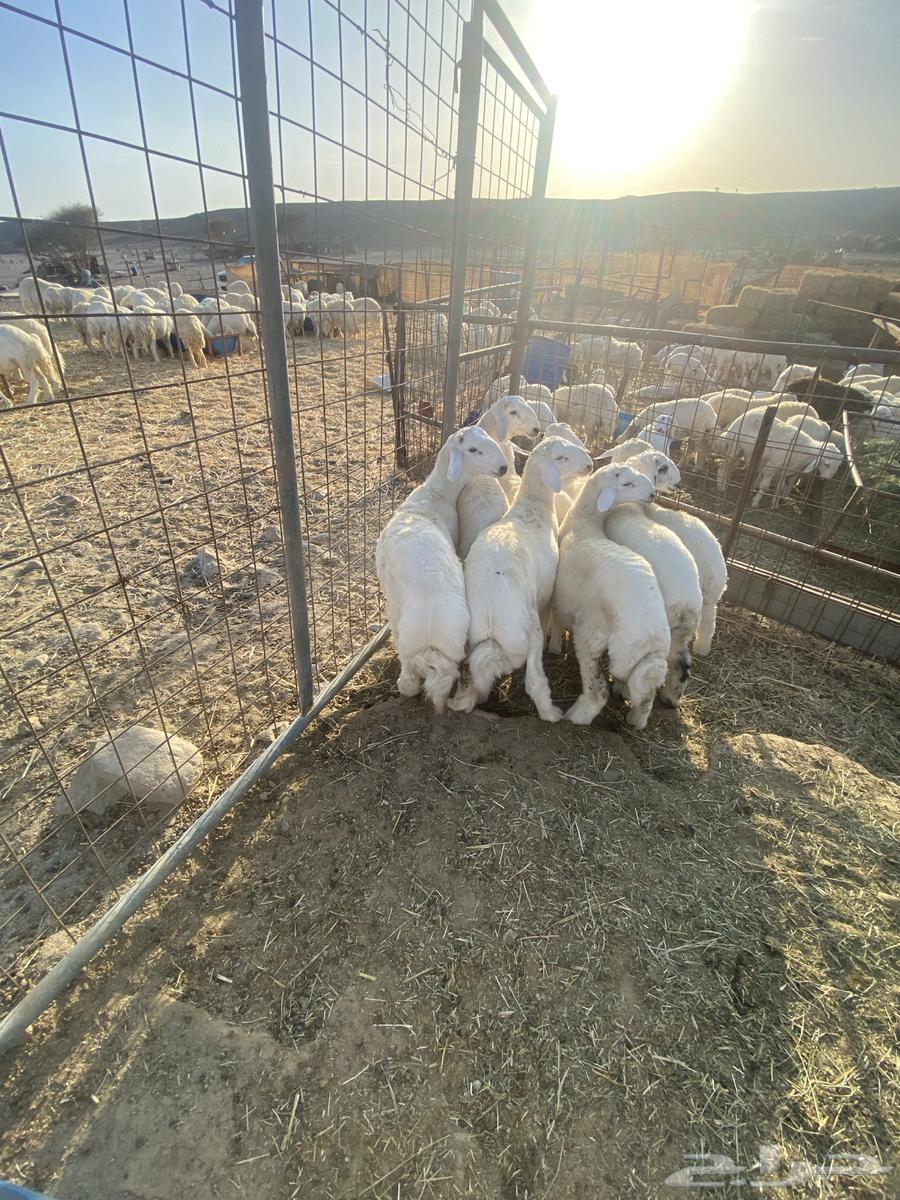 For sale Italian canaries63618681236227111