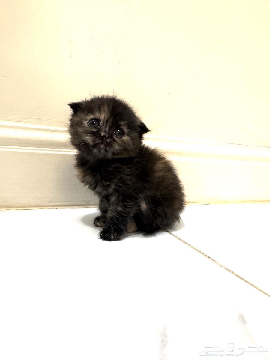 Kitten Scottish Fold for sale 450 SAR63618669717122112