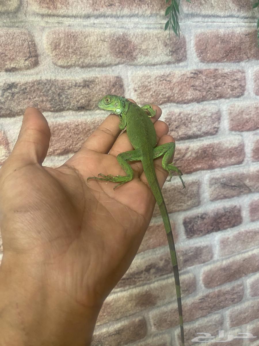 Iguanas and Chameleons63618589064962112