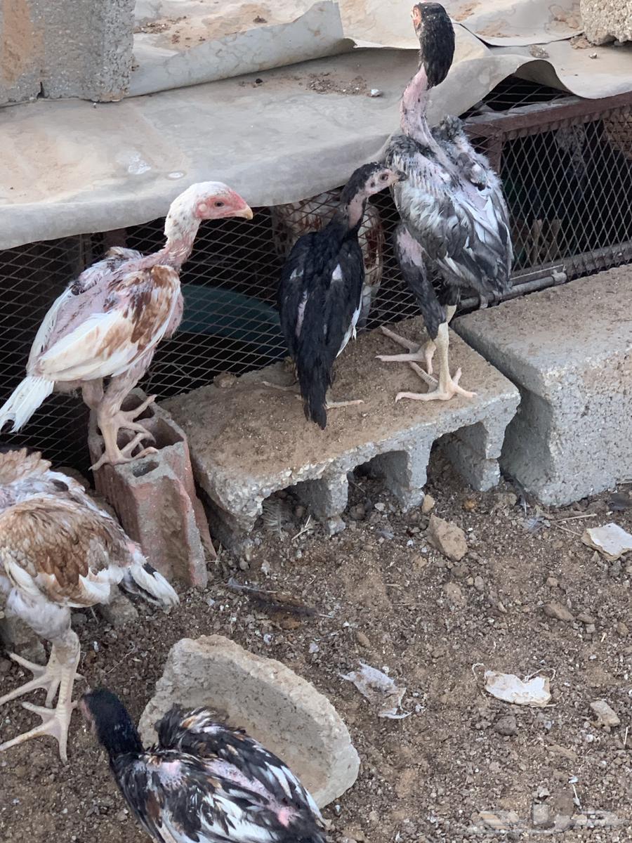 For sale Pakistani German rooster all for sale63618673831426113