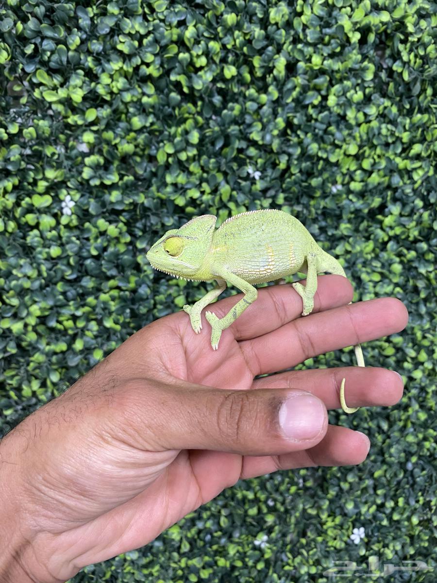 Iguanas and Chameleons63618589064962111