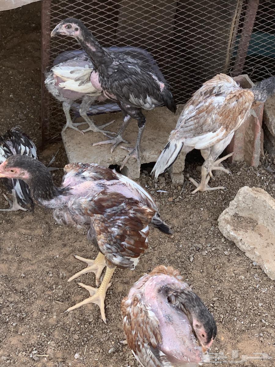 For sale Pakistani German rooster all for sale63618673831426112