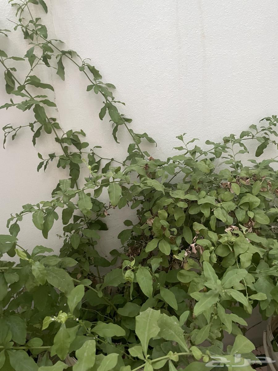Natural tree (blue jasmine)63618675949186111