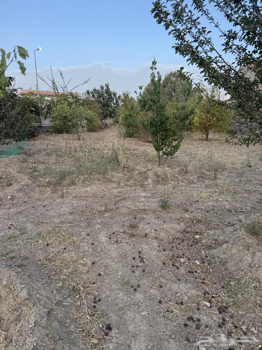 Fruit trees for sale63618673185283111