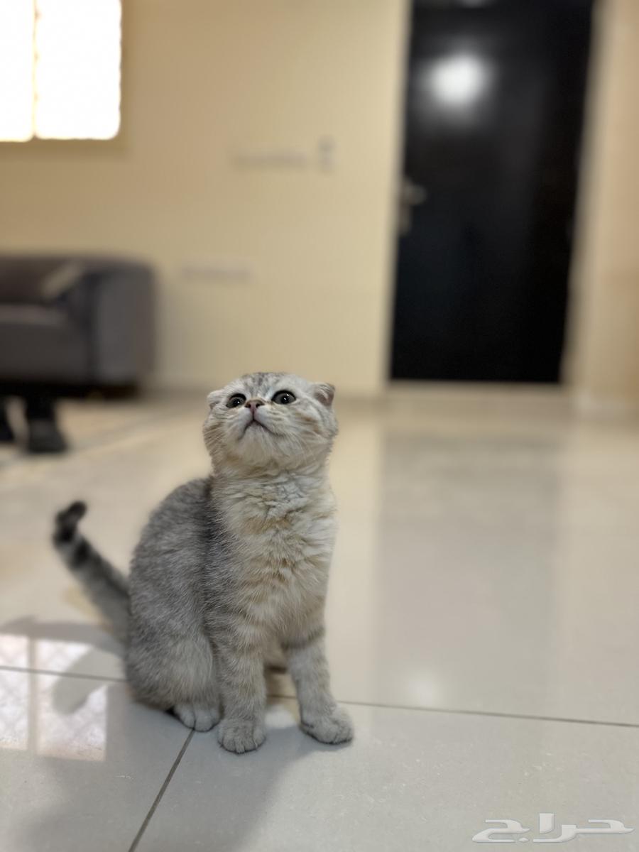 Scottish Fold Female63618585051137111