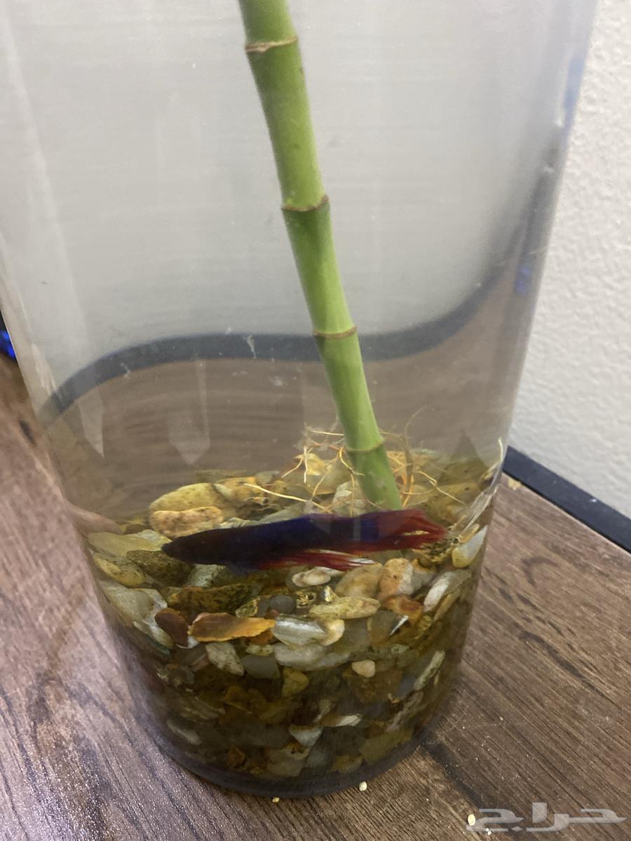 Tan Fish Pair for Sale and Used Cage63618764452098113