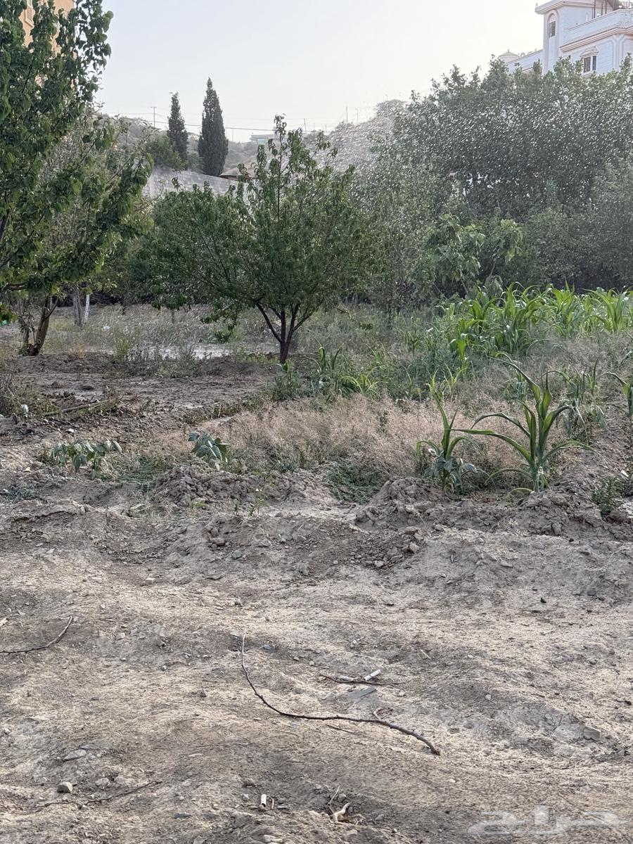Fruit trees for sale63618673185283114