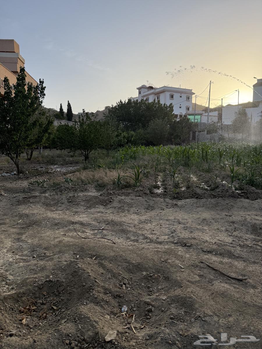 Fruit trees for sale63618673185283112