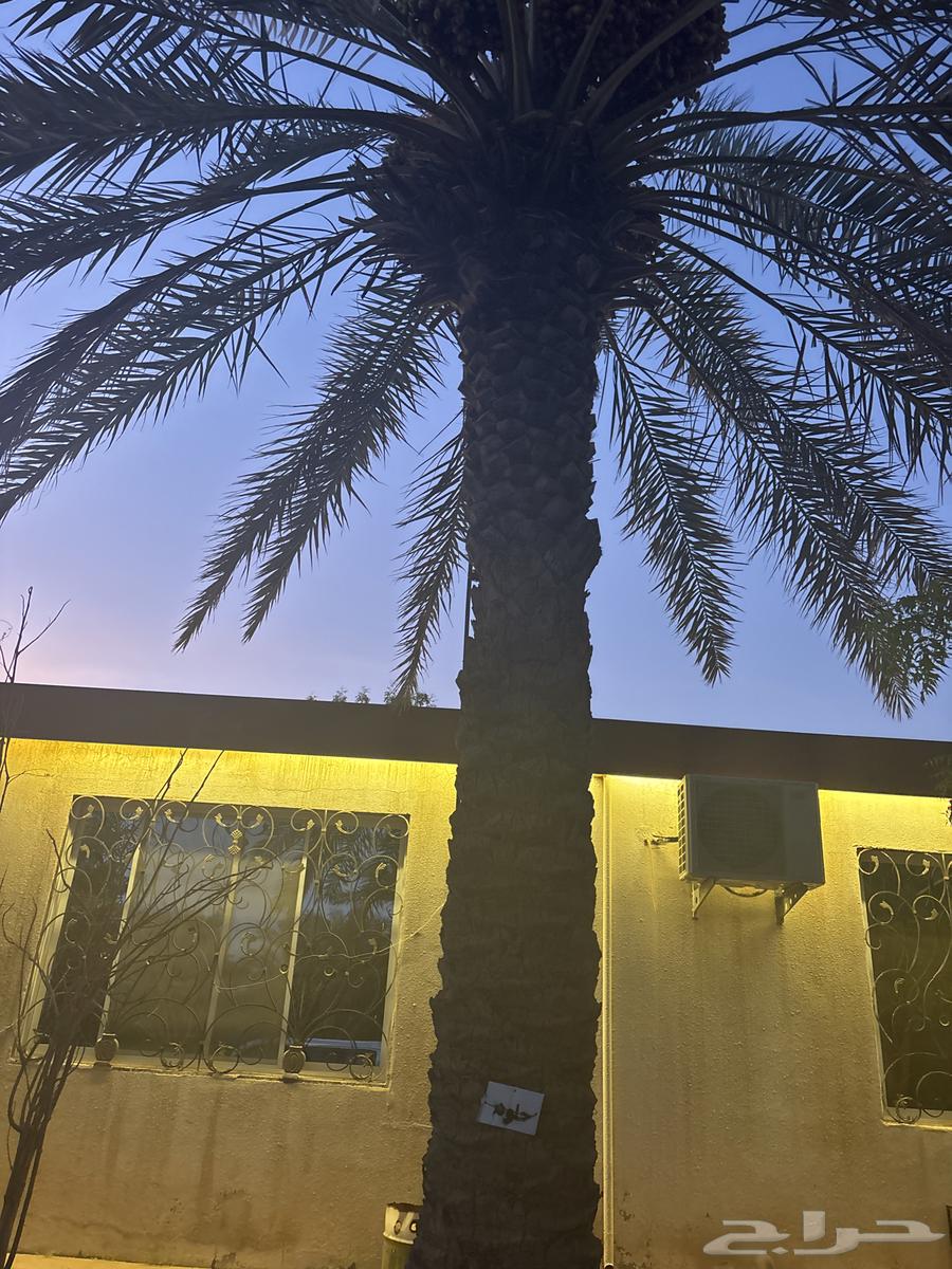 Date palms for sale, Najil variety, fruitful, sweet core63618673774211111