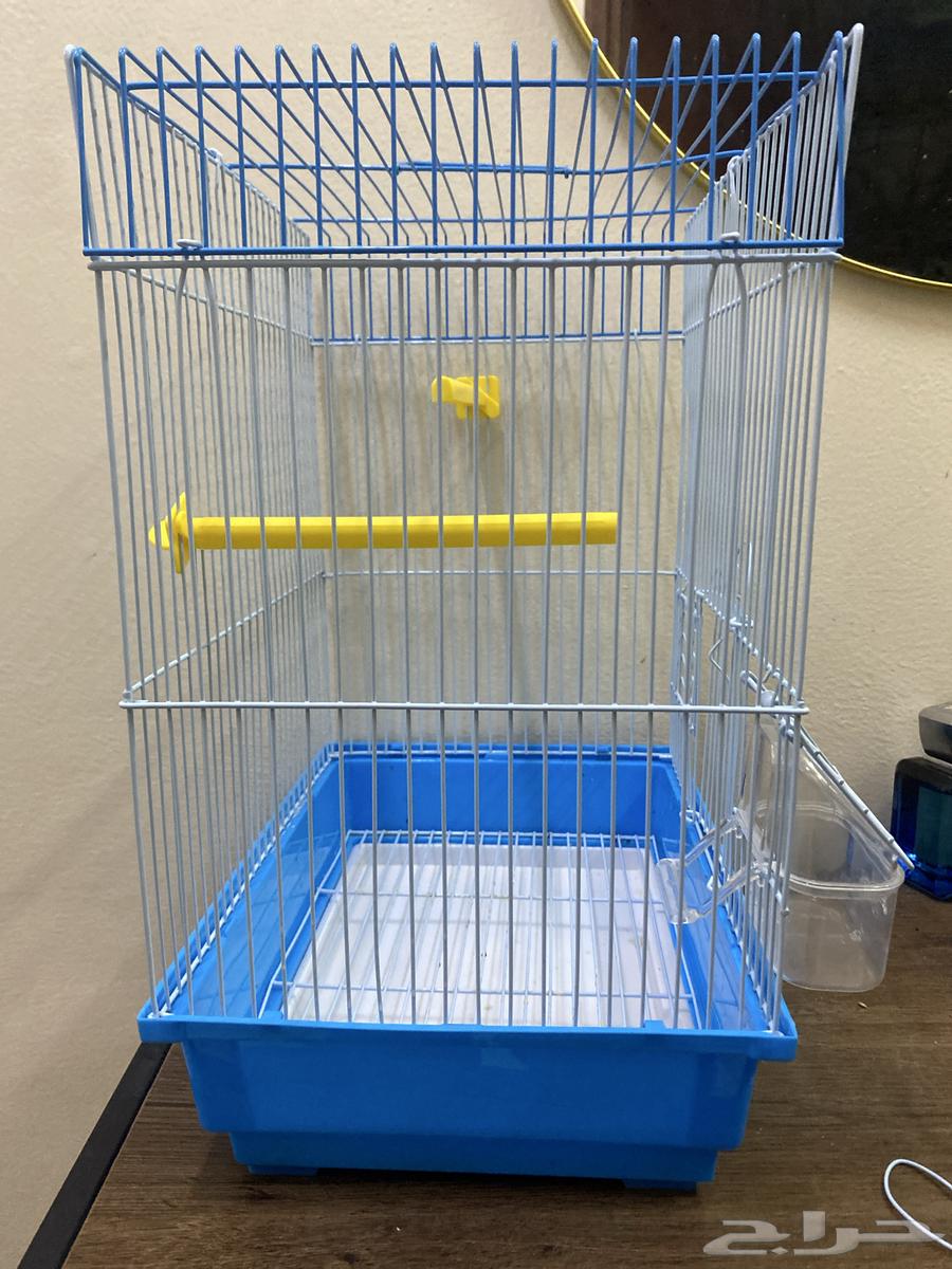 Tan Fish Pair for Sale and Used Cage63618764452098111