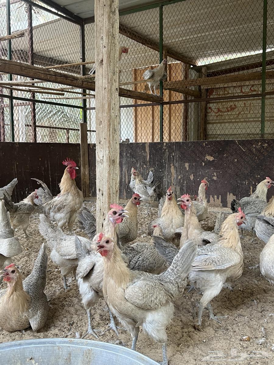 Fayoumi Gold63618678684418113