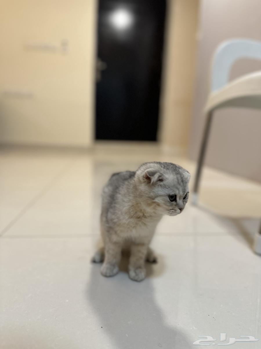 Scottish Fold Female63618585051137113