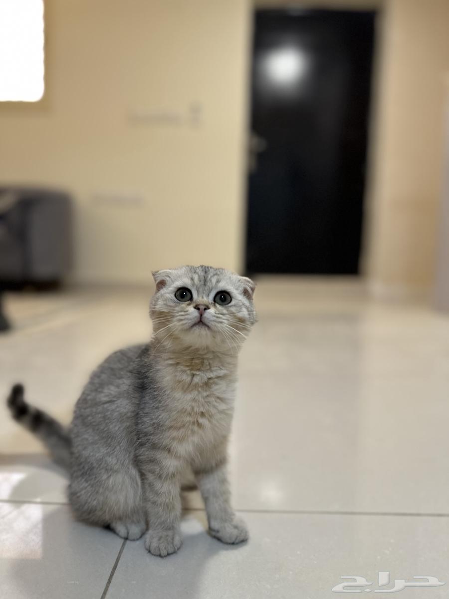 Scottish Fold Female63618585051137112