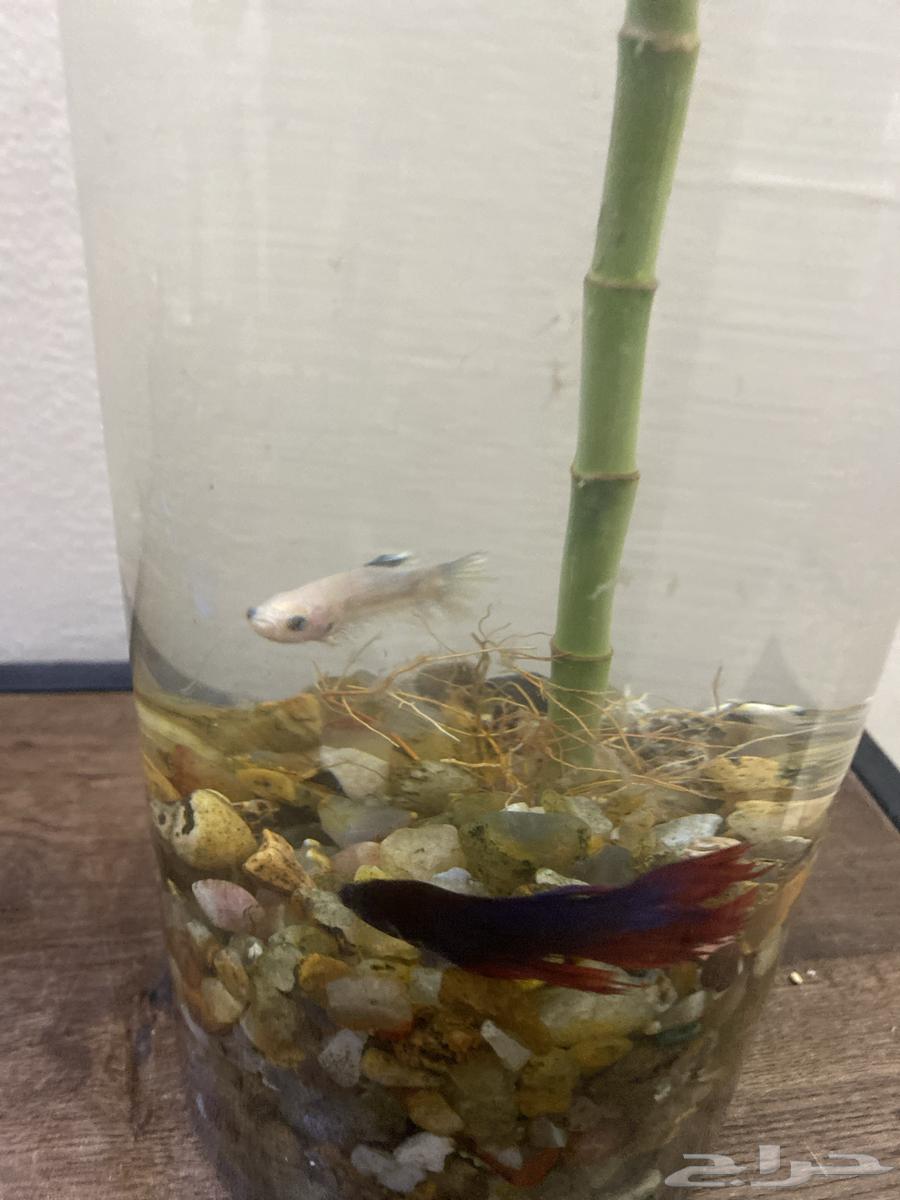 Tan Fish Pair for Sale and Used Cage63618764452098114