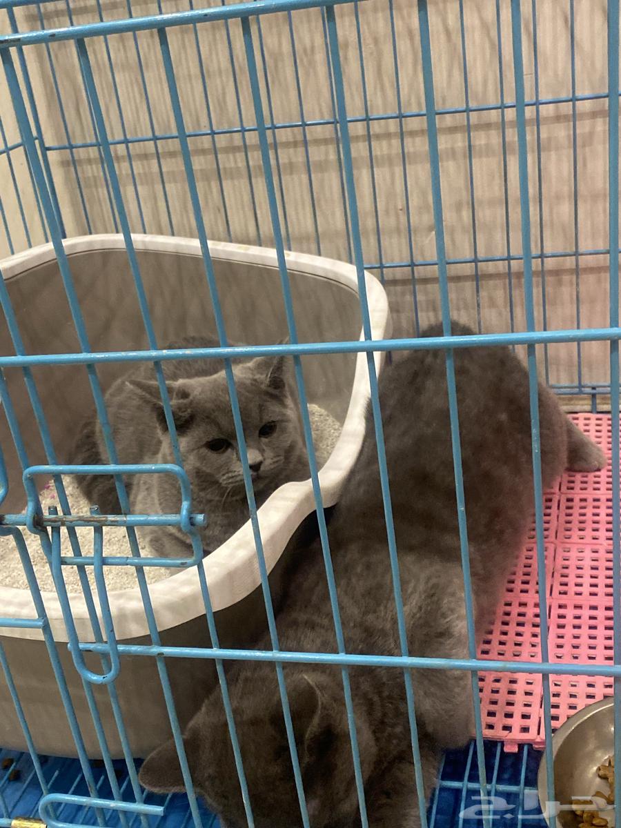 Scottish Folds kittens63618579853826111