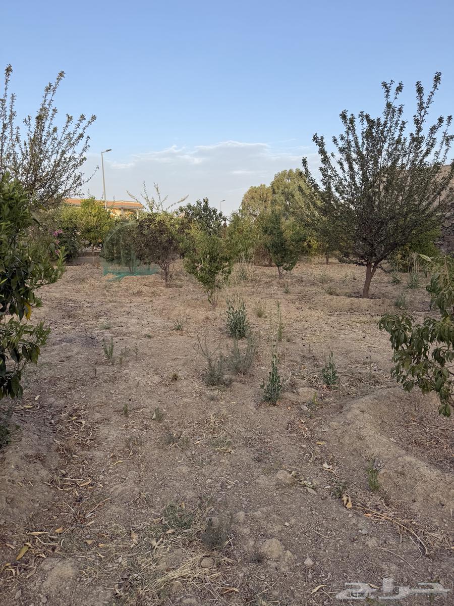 Fruit trees for sale63618673185283113