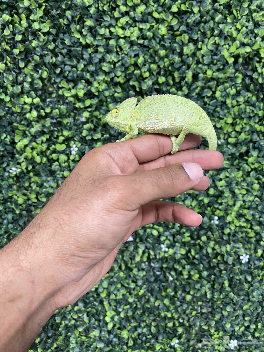 Iguanas and Chameleons63618589064962110