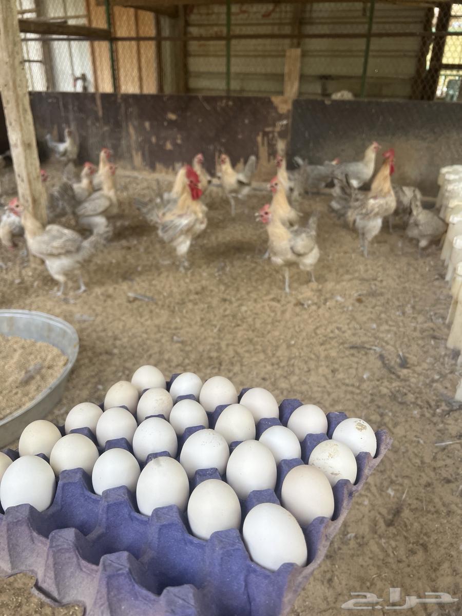 Fayoumi Gold63618678684418111